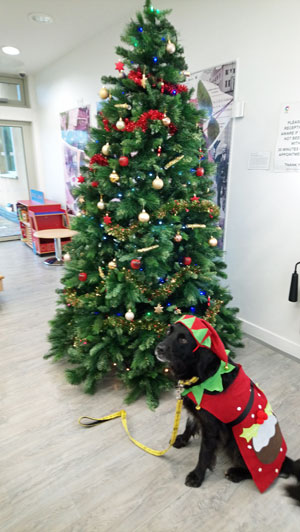 Brodie the dog sits by a Christmas tree